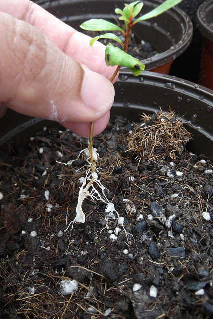 Growing Bonsai From Seed